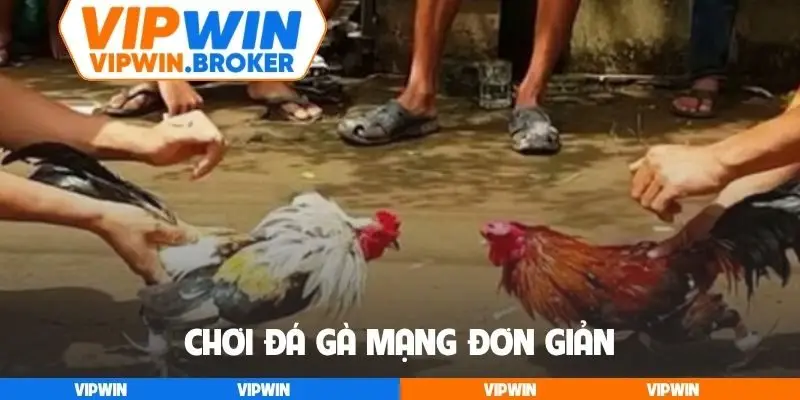 Chơi đá gà mạng đơn giản