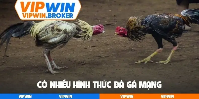 Có nhiều hình thức đá gà mạng