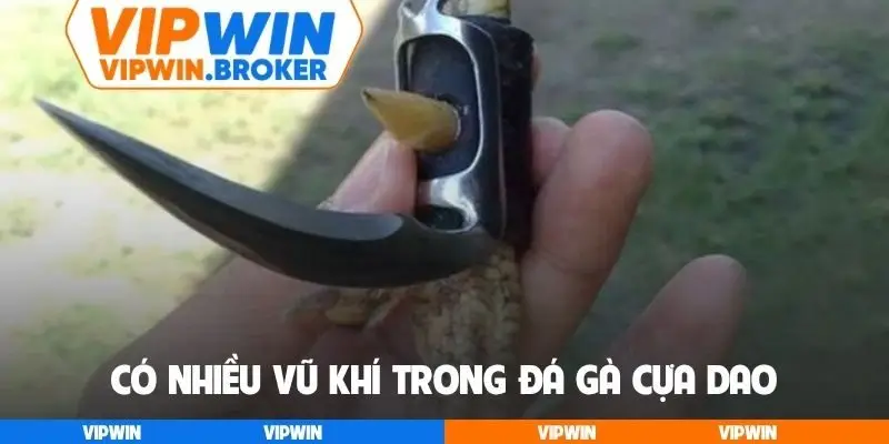 Có nhiều vũ khí trong đá gà cựa dao