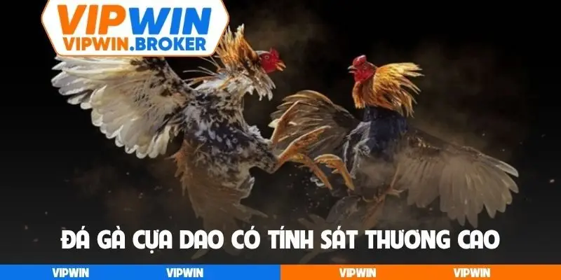 Đá gà cựa dao có tính sát thương cao