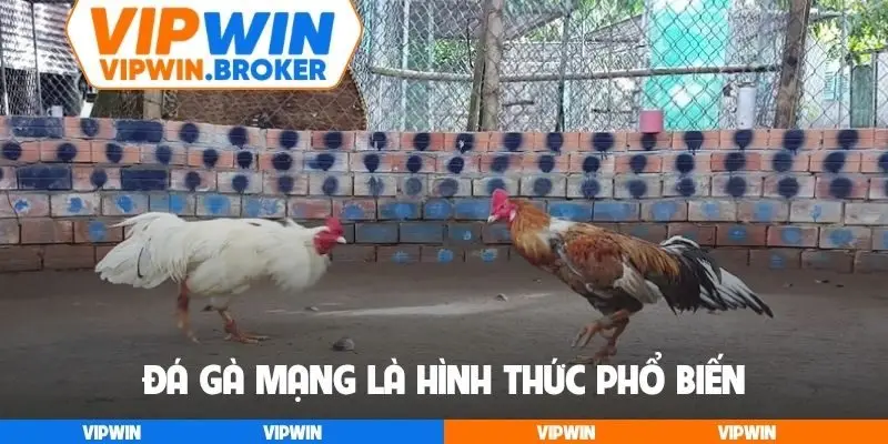 Đá gà mạng là hình thức phổ biến